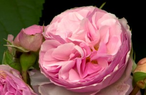 THE ENCHANTRESS (hybrid tea)